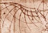 Leonardo's drawing of a wing. 
