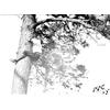 Unidentified man in a pine tree