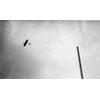Wright Model B in flight.
