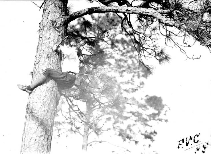 Unidentified man in a pine tree